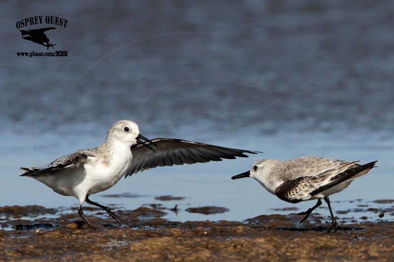 _MG_6562 Sanderling.jpg