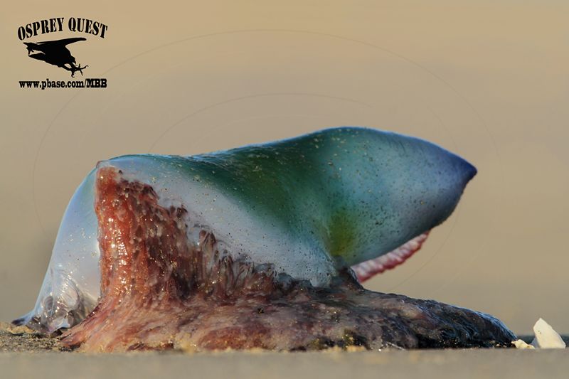 _MG_9069 Portuguese man o war.jpg
