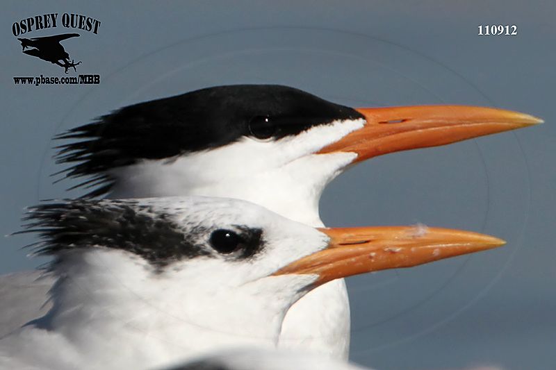 _MG_8462 Royal Tern.jpg