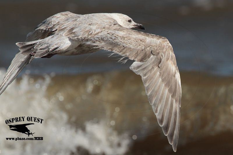 _MG_9574 Thayers Gull?.jpg