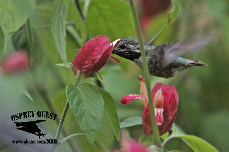 _MG_0820 Calliope Hummingbird.jpg