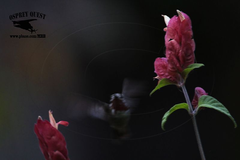 _MG_0910 Calliope Hummingbird.jpg