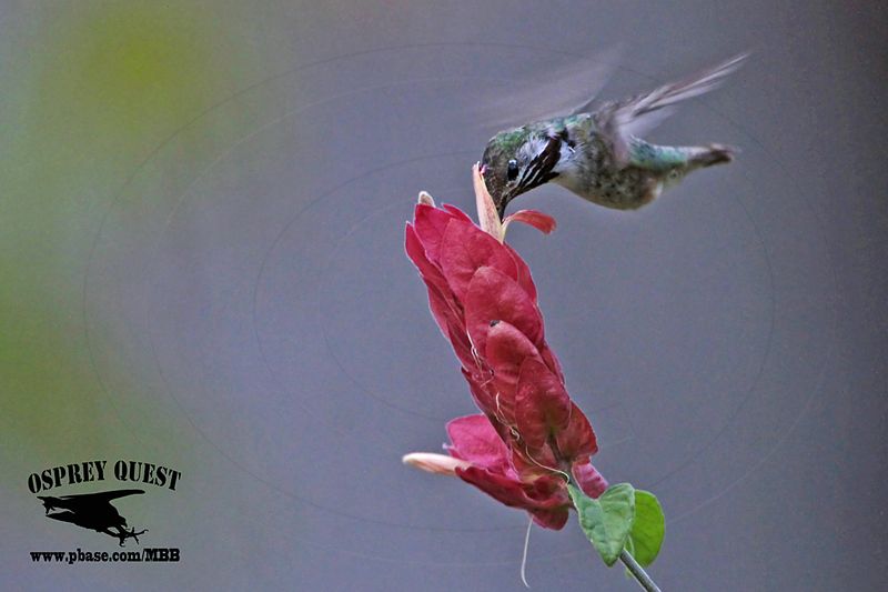 _MG_0921 Calliope Hummingbird.jpg