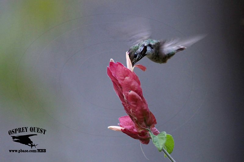 _MG_0932 Calliope Hummingbird.jpg