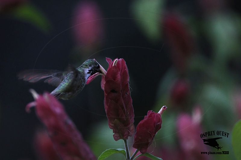 _MG_0958 Calliope Hummingbird.jpg
