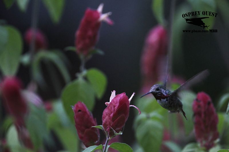 _MG_0974 Calliope Hummingbird.jpg