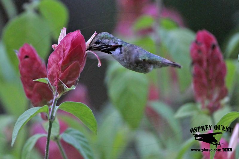 _MG_0984 Calliope Hummingbird.jpg