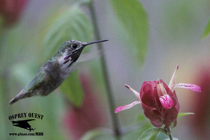 _MG_1228 Calliope Hummingbird.jpg