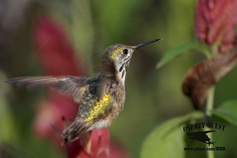 _MG_1722 Calliope Hummingbird.jpg