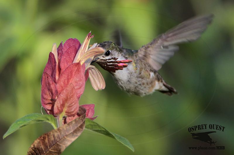 _MG_1738 Calliope Hummingbird.jpg