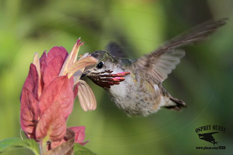 _MG_1739 Calliope Hummingbird.jpg