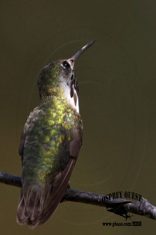 _MG_8669 Calliope Hummingbird.jpg