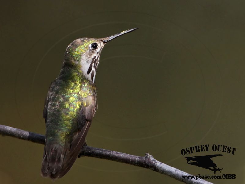 _MG_8670 Calliope Hummingbird.jpg
