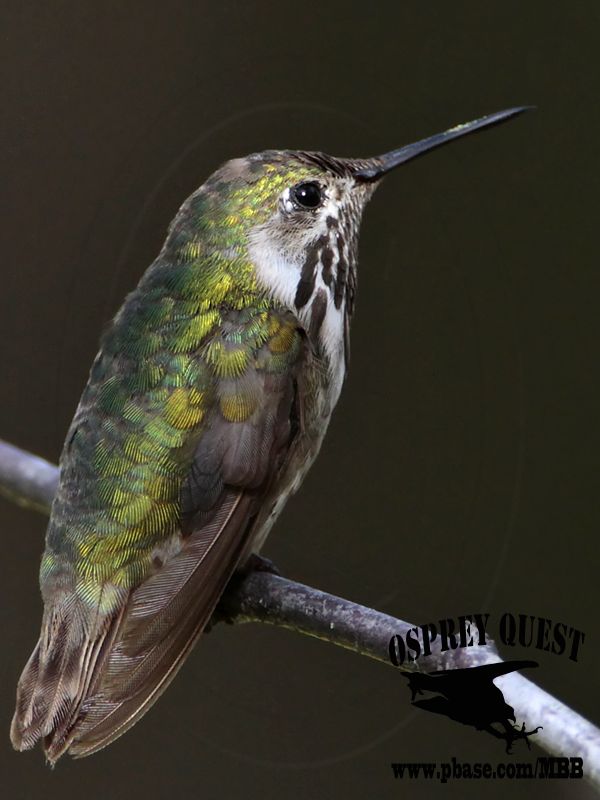 _MG_8763 Calliope Hummingbird.jpg
