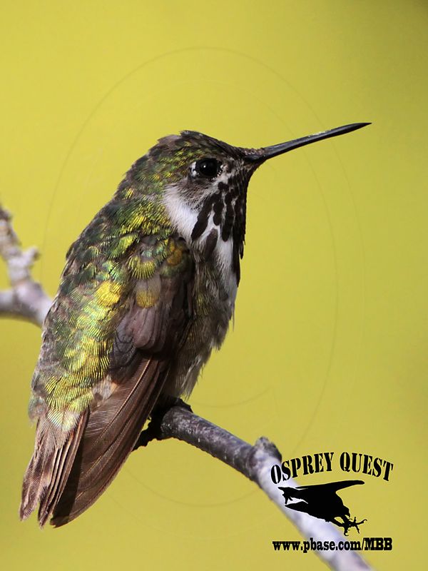 _MG_8942 Calliope Hummingbird.jpg