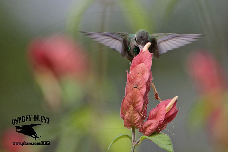 _MG_0156 Broad-billed Hummingbird.jpg