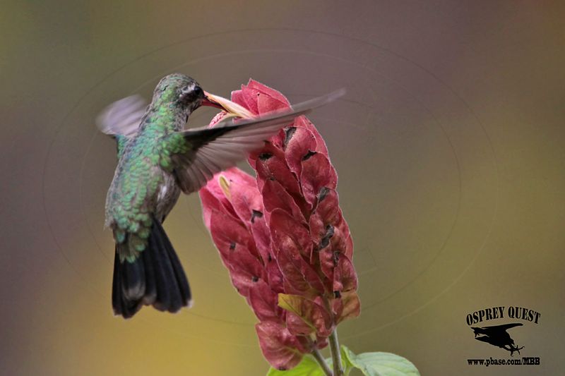 _MG_0175 Broad-billed Hummingbird.jpg