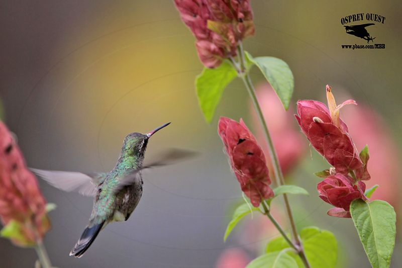 _MG_0193 Broad-billed Hummingbird.jpg