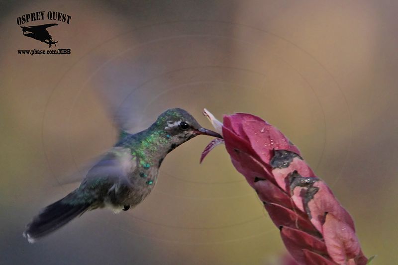 _MG_1978 Broad-billed Hummingbird.jpg
