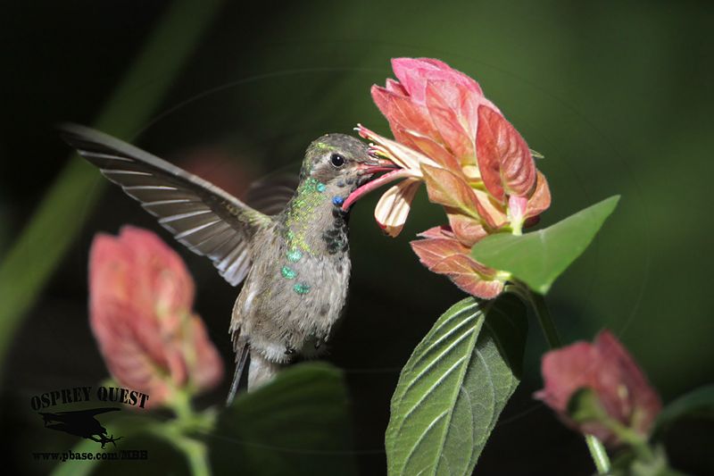 _MG_2282 Broad-billed Hummingbird.jpg