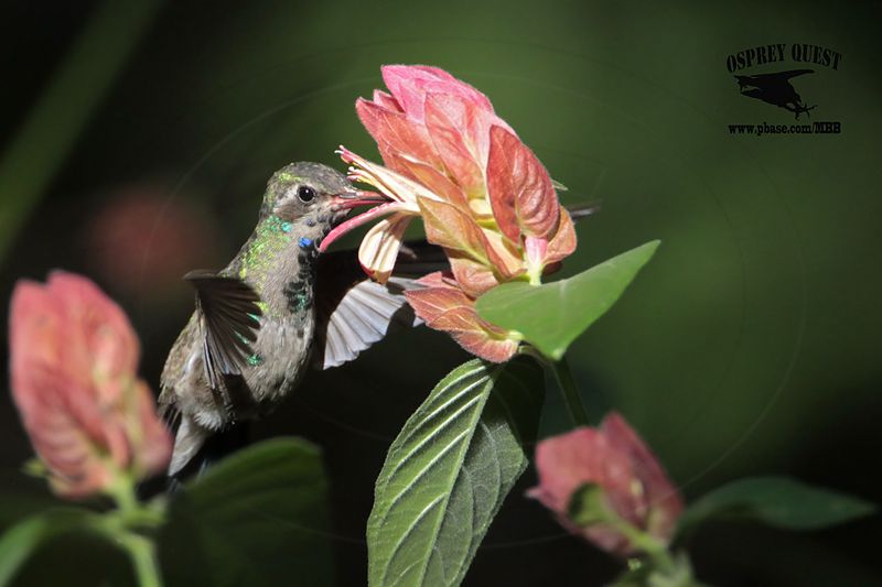 _MG_2285 Broad-billed Hummingbird.jpg