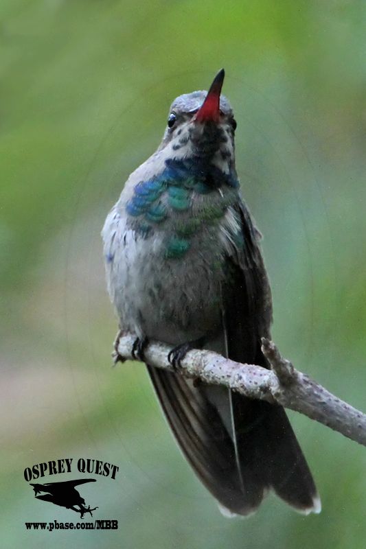 _MG_9399 Broad-billed Hummingbird.jpg
