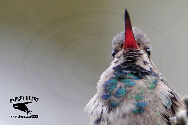 _MG_9709 Broad-billed Hummingbird.jpg
