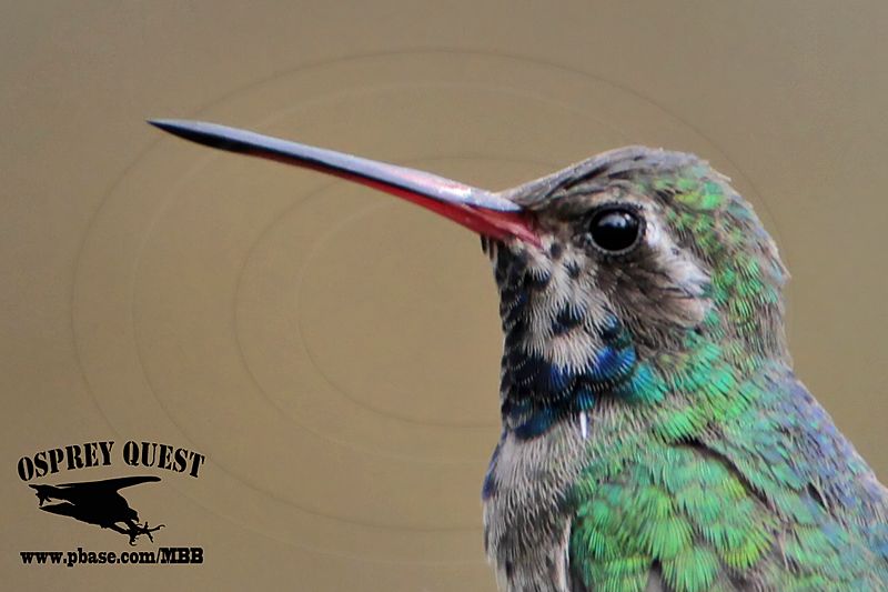 _MG_9959 Broad-billed Hummingbird.jpg