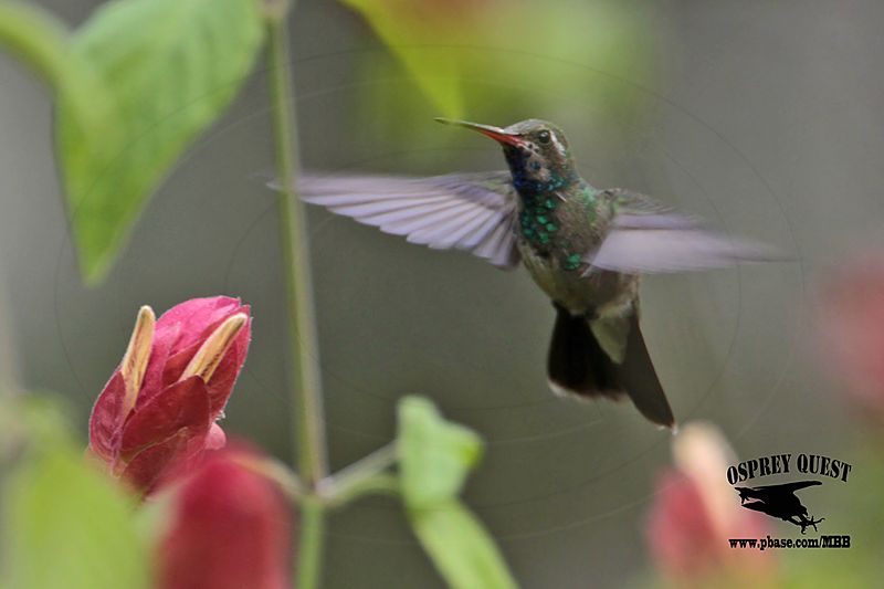 _MG_9990 Broad-billed Hummingbird.jpg