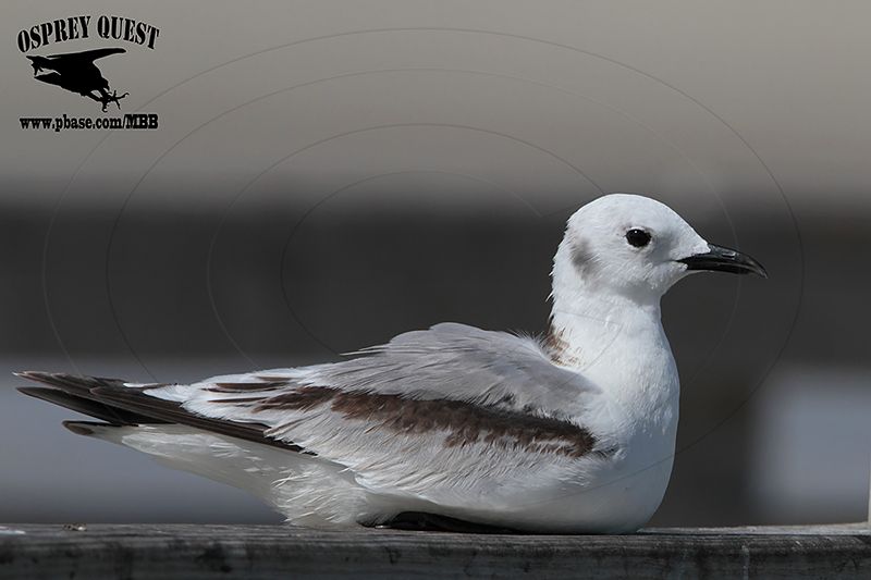 _MG_0181 Black-legged Kittiwake.jpg