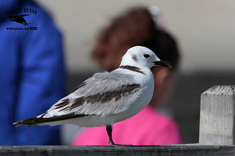 _MG_0256 Black-legged Kittiwake.jpg