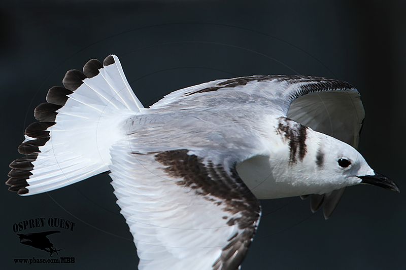 _MG_0274 Black-legged Kittiwake.jpg