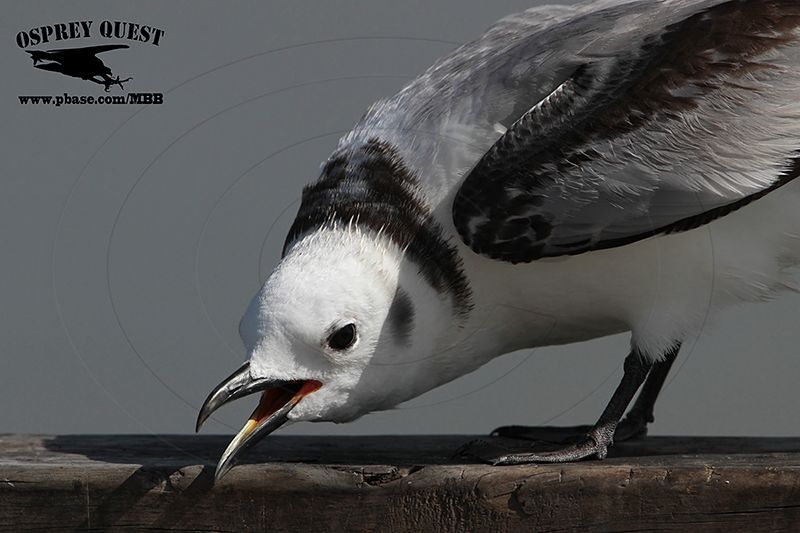 _MG_0291 Black-legged Kittiwake.jpg