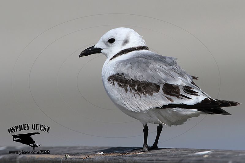 _MG_0353 Black-legged Kittiwake.jpg