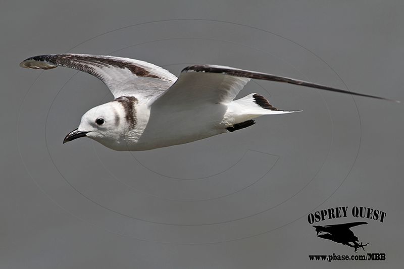 _MG_0513 Black-legged Kittiwake.jpg