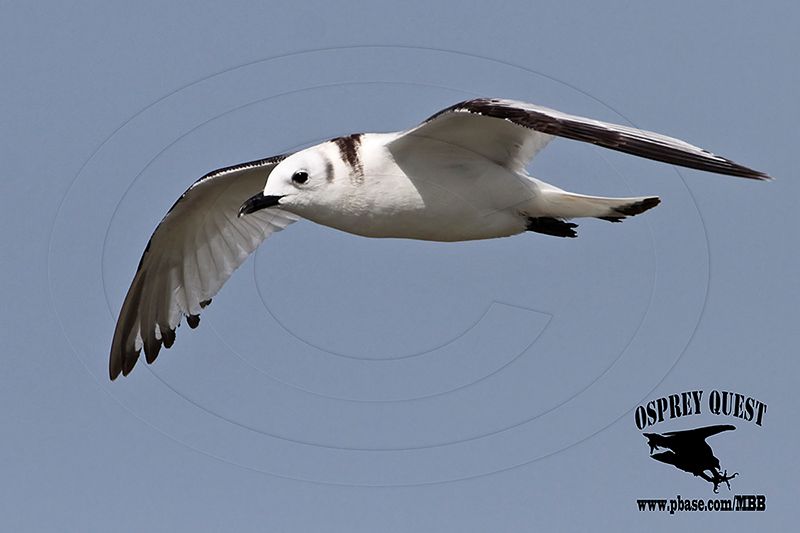 _MG_0696 Black-legged Kittiwake.jpg