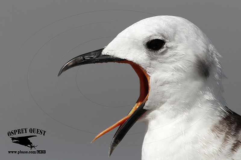 _MG_0854 Black-legged Kittiwake.jpg