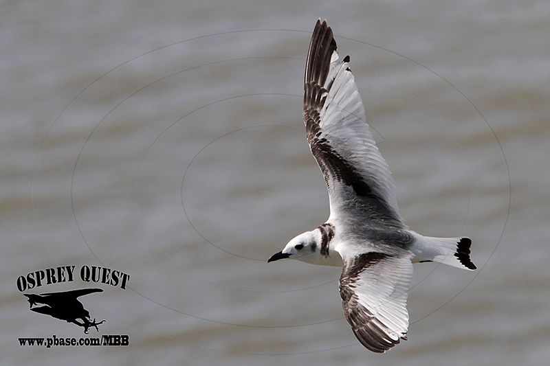 _MG_0934 Black-legged Kittiwake.jpg