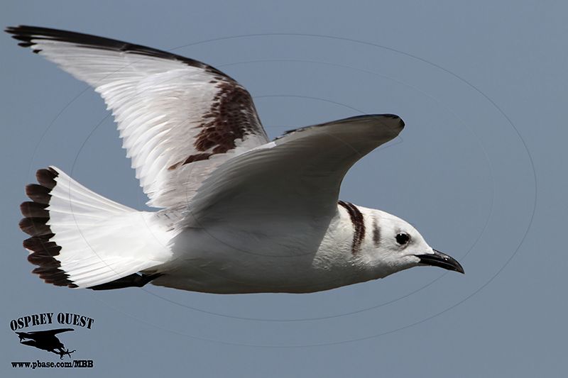 _MG_0943 Black-legged Kittiwake.jpg