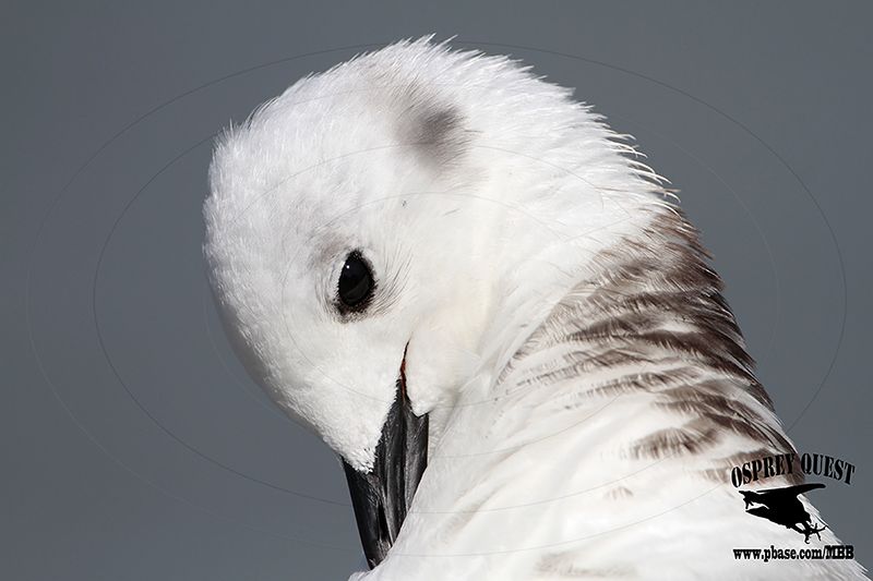 _MG_4148 Black-legged Kittiwake.jpg