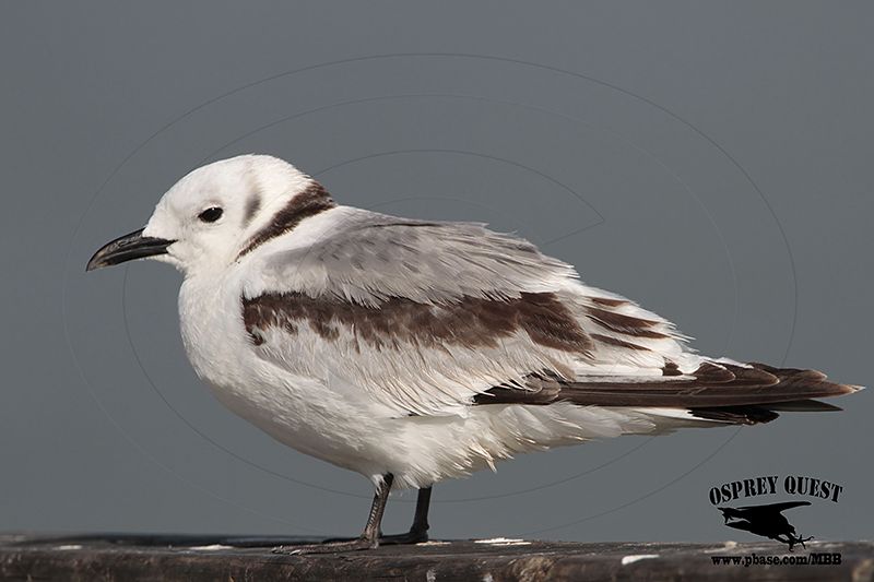 _MG_4349 Black-legged Kittiwake.jpg