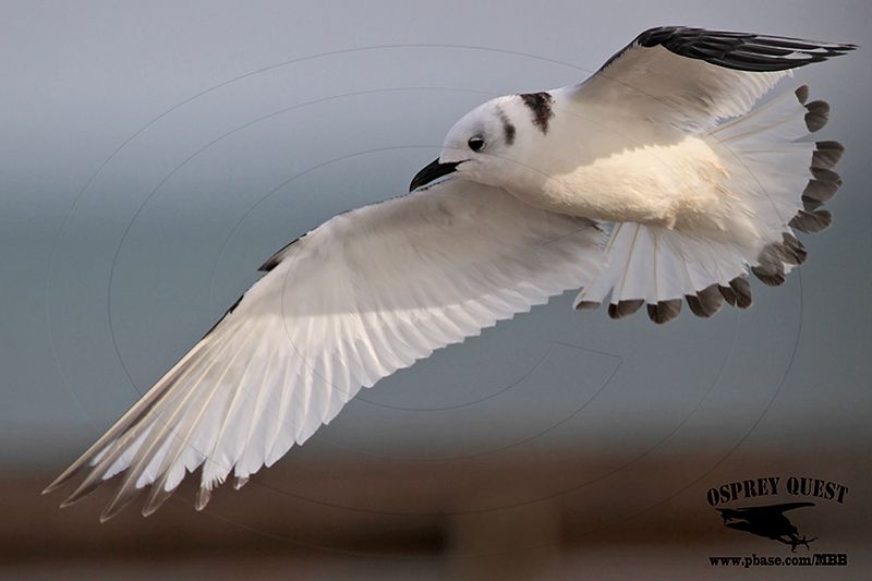 _MG_4503 Black-legged Kittiwake.jpg
