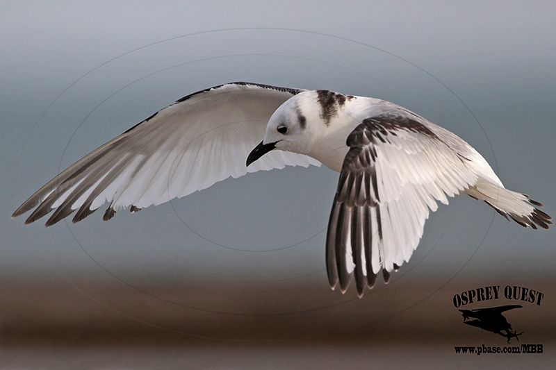 _MG_4506 Black-legged Kittiwake.jpg
