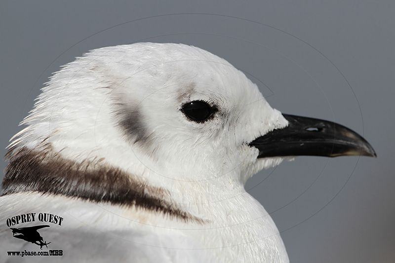 _MG_9784 Black-legged Kittiwake.jpg