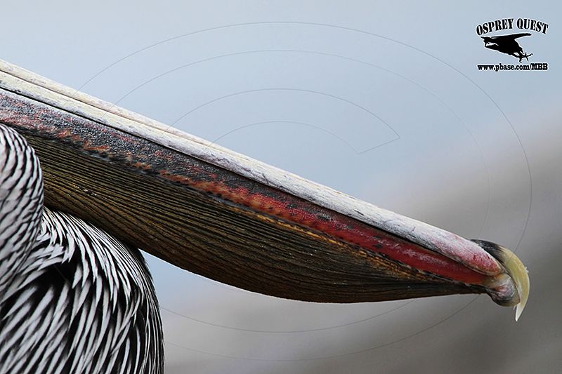_MG_3806 Brown Pelican.jpg