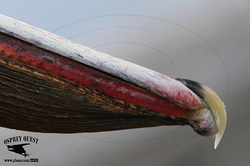_MG_3806CROP Brown Pelican.jpg
