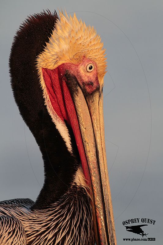 _MG_5353 Brown Pelican.jpg