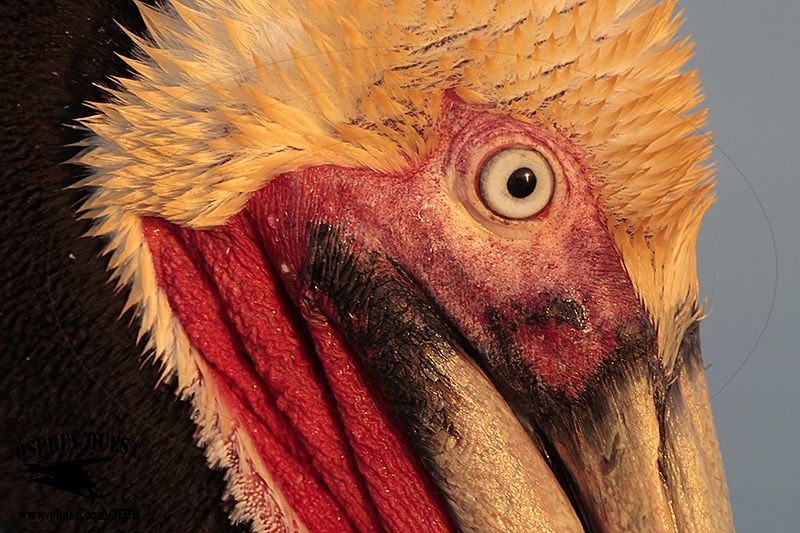 _MG_5404 Brown Pelican.jpg