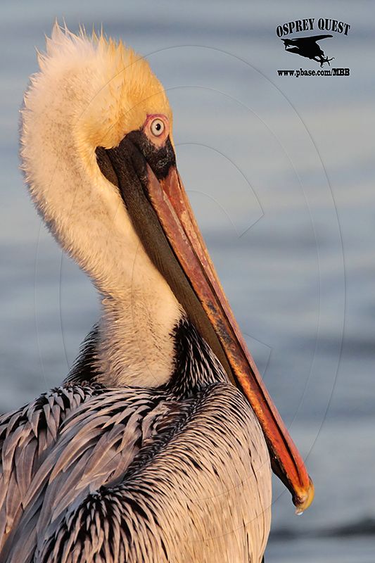 _MG_5470 Brown Pelican.jpg