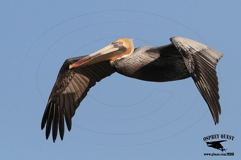 _MG_9264 Brown Pelican.jpg